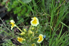 Pedicularis cranolopha