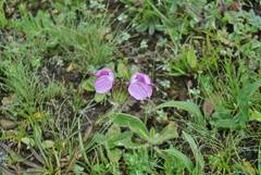 Pedicularis integrifolia