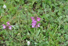 Pedicularis anas