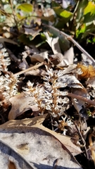 Pachysandra procumbens