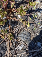 Portulaca lutea