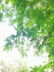 Comocladia