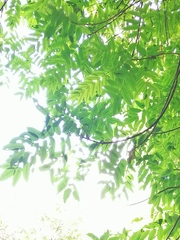 Comocladia