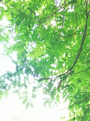 Comocladia