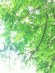 Comocladia