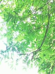 Comocladia