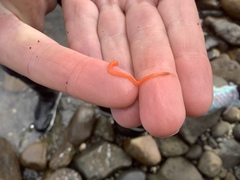 Tubulanus
