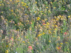 Amblyolepis setigera