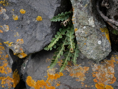 Asplenium ceterach ceterach