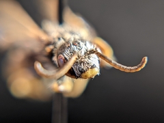 Halictidae