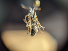 Halictidae