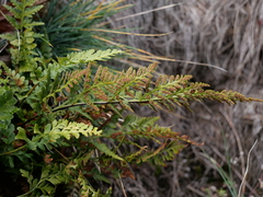 Asplenium adiantum-nigrum adiantum-nigrum