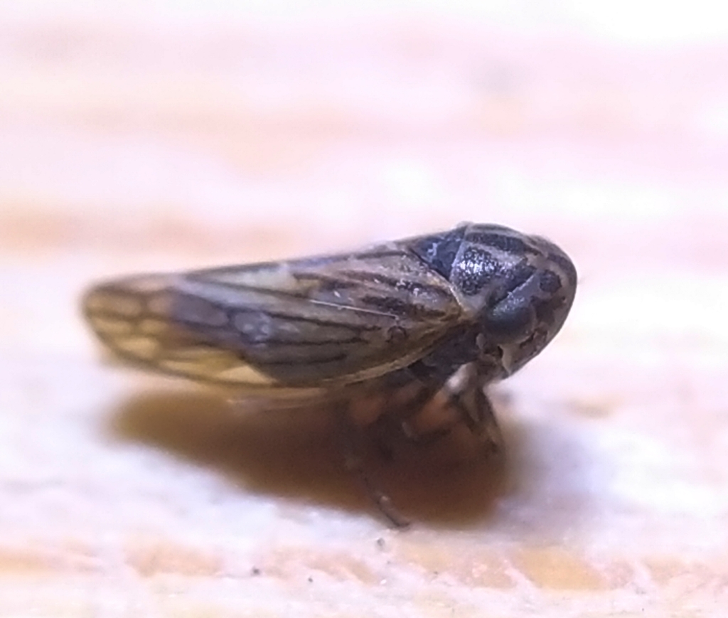 Anaceratagallia glabra