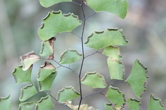 Adiantum braunii
