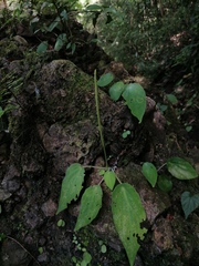 Peperomia lanceolatopeltata