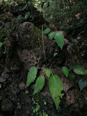 Peperomia lanceolatopeltata