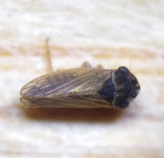 Megophthalmus scanicus