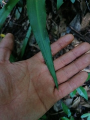 Furcraea guerrerensis