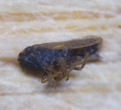 Megophthalmus scanicus