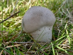 Lycoperdon lividum