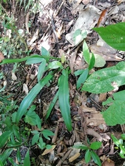 Furcraea guerrerensis