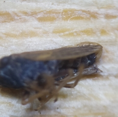 Megophthalmus scanicus