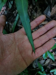 Furcraea guerrerensis