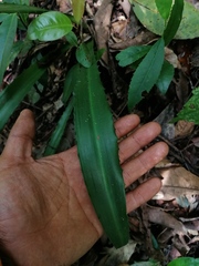 Furcraea guerrerensis