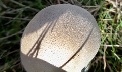 Lycoperdon lividum