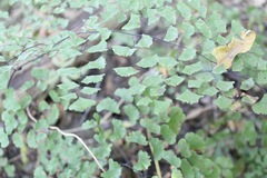 Adiantum braunii
