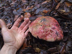 Butyriboletus autumniregius
