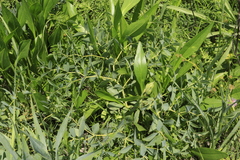 Baptisia bracteata leucophaea