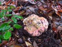 Butyriboletus autumniregius
