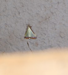 Autocharis hedyphaes