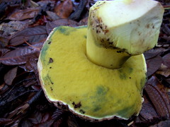 Butyriboletus autumniregius
