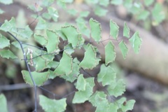 Adiantum braunii