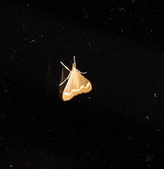 Clupeosoma pellucidalis