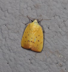 Earias luteolaria