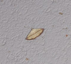 Eublemma perversicolor