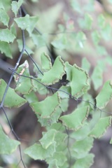 Adiantum braunii