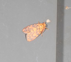 Miltochrista quadrilineata