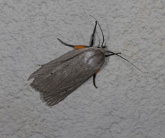 Maroga setiotricha