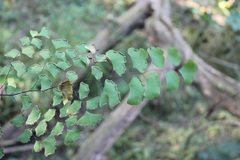 Adiantum braunii