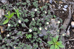 Euploca confertifolia