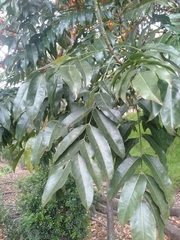 Castanospermum