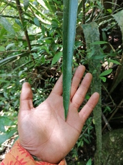 Furcraea guerrerensis