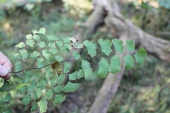 Adiantum braunii