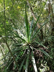 Furcraea guerrerensis