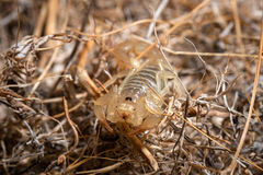 Paruroctonus luteolus