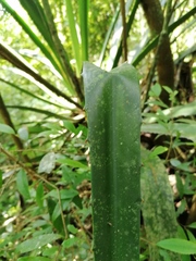 Furcraea guerrerensis